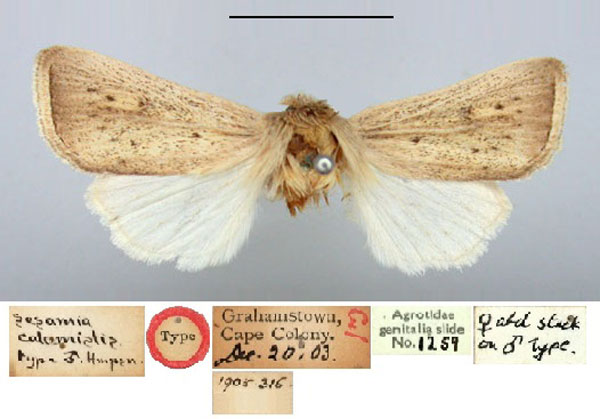 /filer/webapps/moths/media/images/C/calamistis_Sesamia_HT_BMNH.jpg