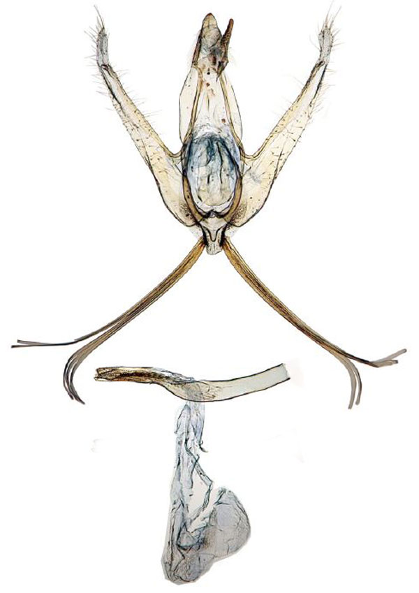 /filer/webapps/moths/media/images/C/calamochroa_Ptychopseustis_GM_BMNH.jpg
