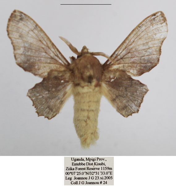 /filer/webapps/moths/media/images/C/calcarales_Gelo_AM_TMSA_01.jpg