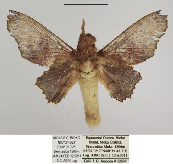 /filer/webapps/moths/media/images/C/calcarales_Gelo_AM_TMSA_02.jpg
