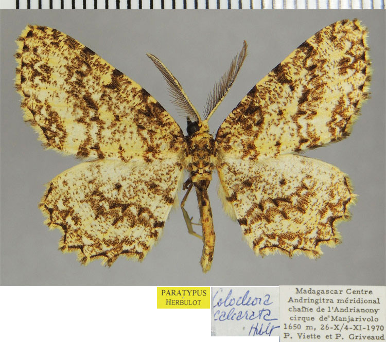 /filer/webapps/moths/media/images/C/calcarata_Colocleora_AM_ZSMa.jpg