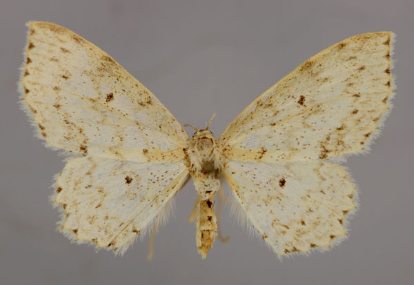 /filer/webapps/moths/media/images/C/calcarata_Scopula_A_ZSM_01.jpg