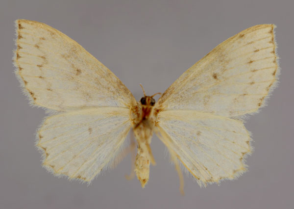 /filer/webapps/moths/media/images/C/calcarata_Scopula_A_ZSM_02.jpg