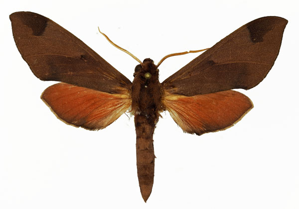 /filer/webapps/moths/media/images/C/calcareus_Afroclanis_AM_Basquin_01.jpg