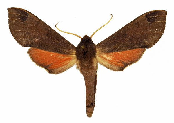 /filer/webapps/moths/media/images/C/calcareus_Afroclanis_AM_Basquin_02.jpg