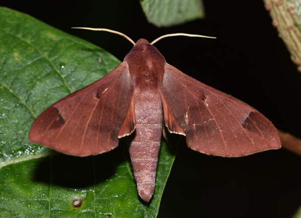 /filer/webapps/moths/media/images/C/calcareus_Afroclanis_AM_Schmit.jpg