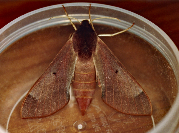 /filer/webapps/moths/media/images/C/calcareus_Afroclanis_A_Roland_01.jpg