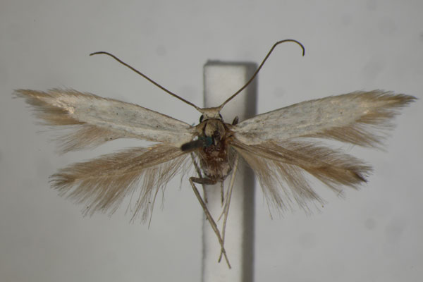 /filer/webapps/moths/media/images/C/calcaria_Phyllobrostis_HT_BMNH.jpg