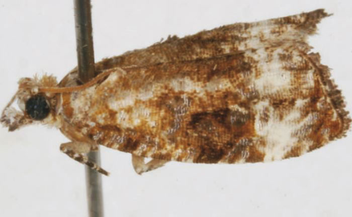 /filer/webapps/moths/media/images/C/calchantis_Olethreutes_AM_USNM.jpg