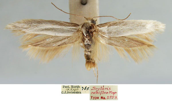 /filer/webapps/moths/media/images/C/calciflua_Scythris_LT_TMSA_sOBwmzg.jpg