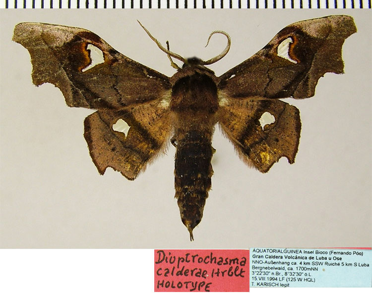 /filer/webapps/moths/media/images/C/calderae_Dioptrochasma_HT_ZSMa.jpg