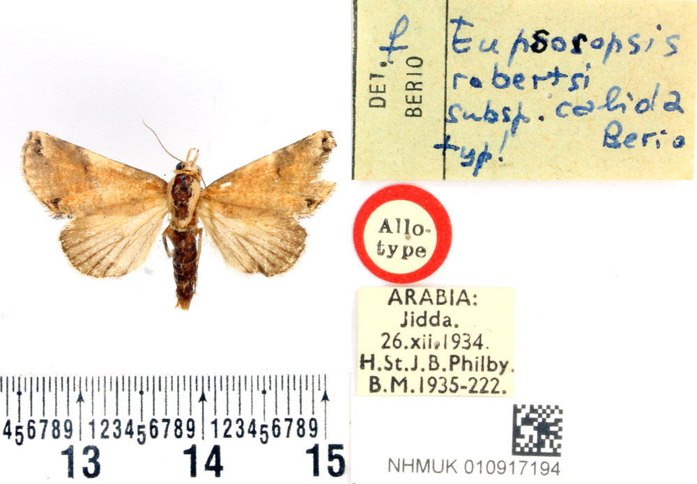 /filer/webapps/moths/media/images/C/calida_Eupsoropsis_AT_BMNH.jpg
