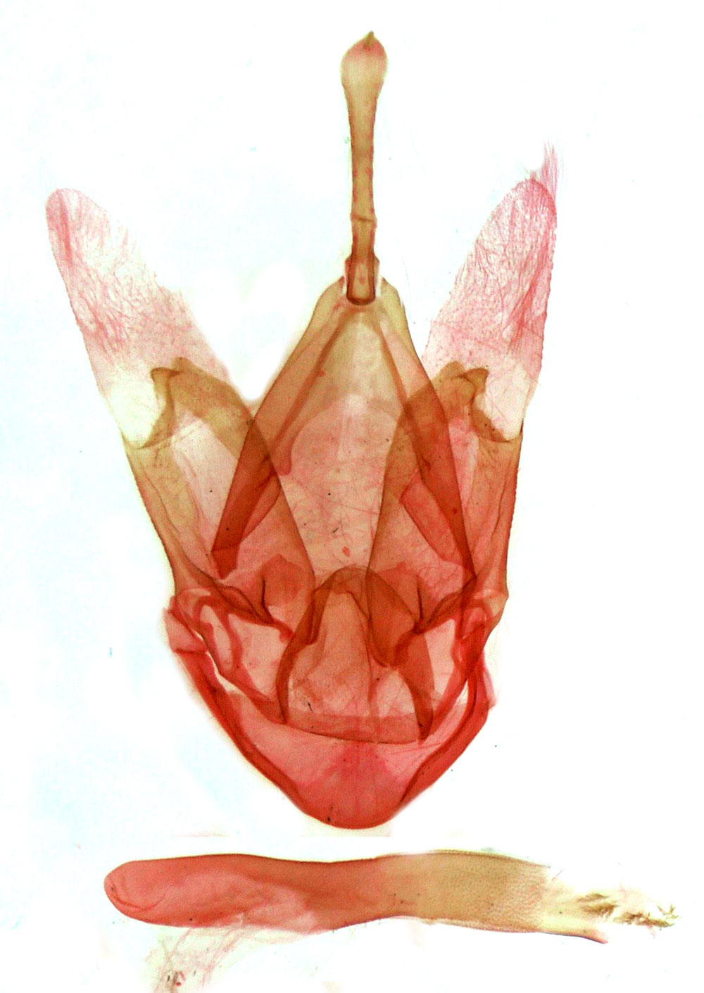/filer/webapps/moths/media/images/C/calida_Eupsoropsis_GMPT_MSNM_4133.jpg