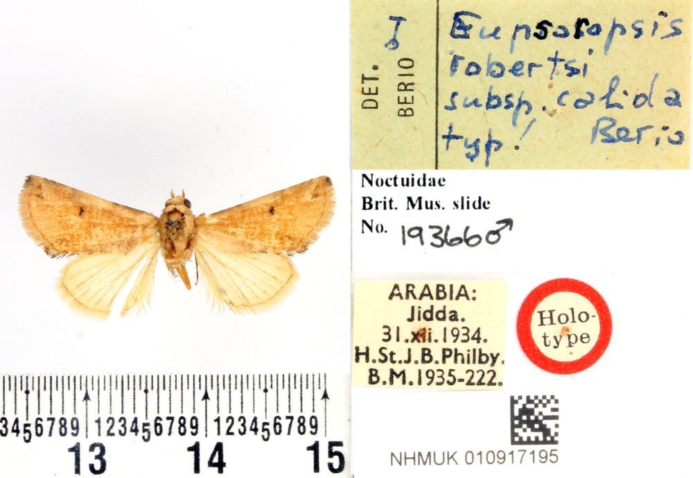 /filer/webapps/moths/media/images/C/calida_Eupsoropsis_HT_BMNH.jpg