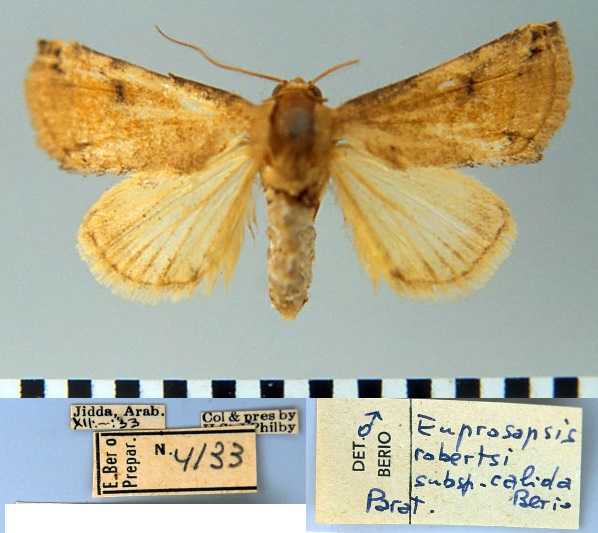 /filer/webapps/moths/media/images/C/calida_Prosoropsis_PT_MSNM.jpg
