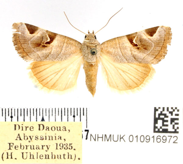 /filer/webapps/moths/media/images/C/calimanii_Brevipecten_AF_BMNH.jpg