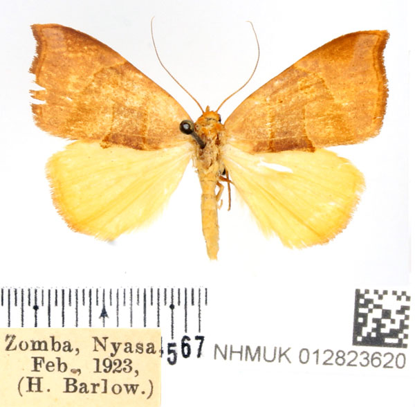 /filer/webapps/moths/media/images/C/callaxantha_Marcipa_AF_BMNH.jpg