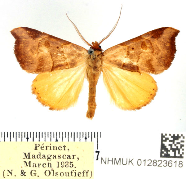 /filer/webapps/moths/media/images/C/callaxantha_Marcipa_AM_BMNH.jpg