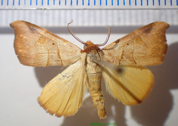 /filer/webapps/moths/media/images/C/callaxantha_Marcipa_AM_Bippus.jpg