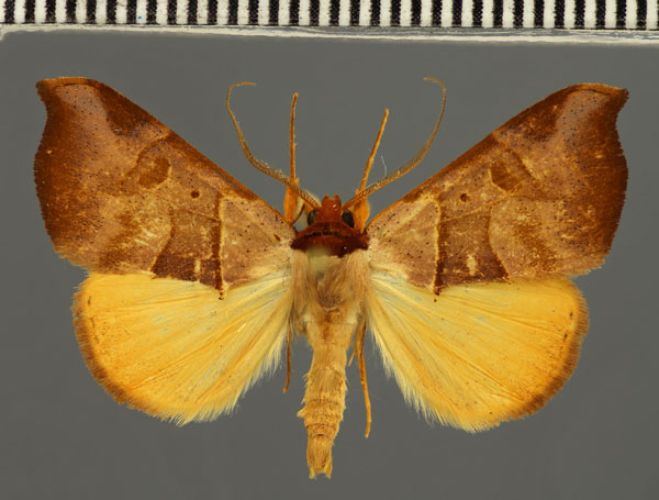 /filer/webapps/moths/media/images/C/callaxantha_Marcipa_AM_Fiebig.jpg