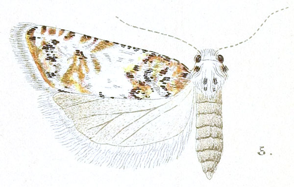 /filer/webapps/moths/media/images/C/calliarma_Eucosma_HT_Meyrick_3-5.jpg