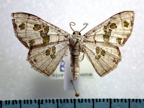 /filer/webapps/moths/media/images/C/callibotrys_Antitrygodes_A_Revell_01.jpg