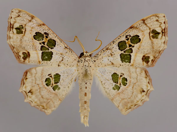 /filer/webapps/moths/media/images/C/callibotrys_Antitrygodes_A_ZSM_01.jpg