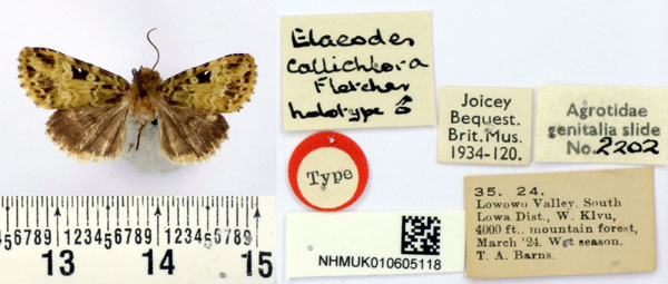 /filer/webapps/moths/media/images/C/callichlora_Elaeodes_HT_BMNH.jpg