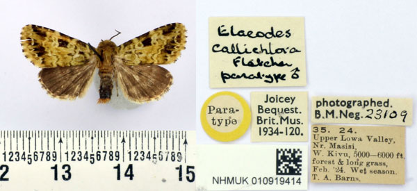 /filer/webapps/moths/media/images/C/callichlora_Elaeodes_PT_BMNH.jpg