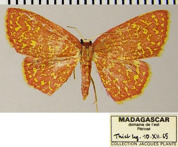/filer/webapps/moths/media/images/C/callichroa_Chrysocraspeda_AF_ZSM.jpg