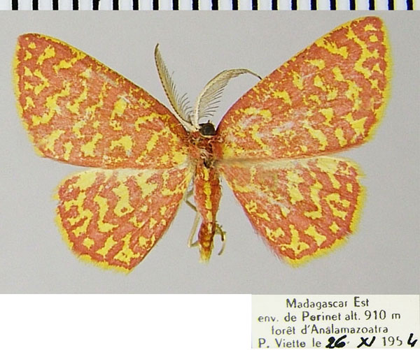 /filer/webapps/moths/media/images/C/callichroa_Chrysocraspeda_AM_ZSMa.jpg
