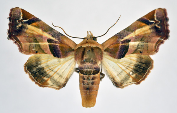 /filer/webapps/moths/media/images/C/callichroma_Eutelia_AF_NHMO.jpg