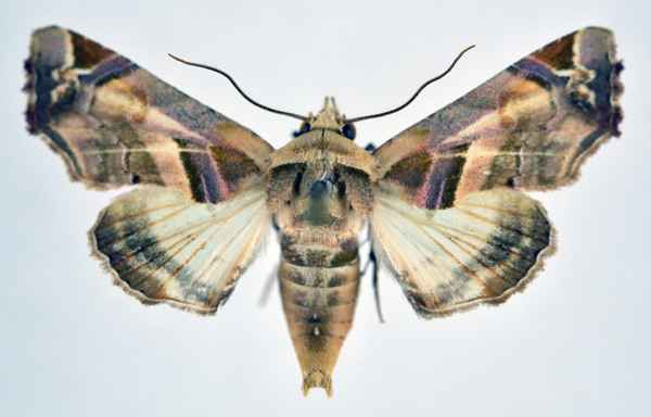 /filer/webapps/moths/media/images/C/callichroma_Eutelia_AM_NHMO.jpg