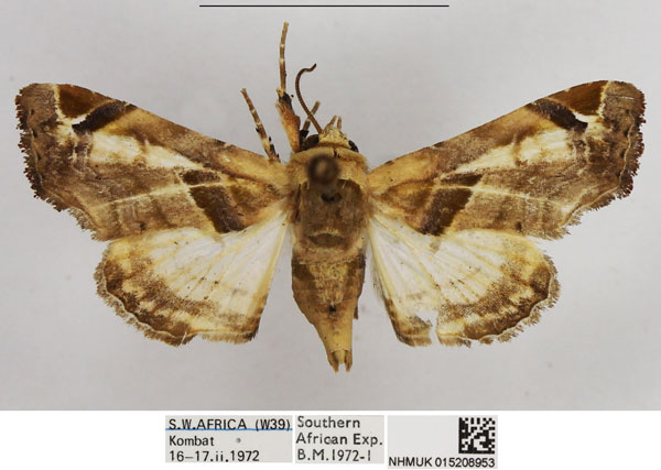 /filer/webapps/moths/media/images/C/callichroma_Eutelia_AM_NHMUK.jpg