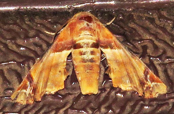 /filer/webapps/moths/media/images/C/callichroma_Eutelia_A_Braun_10.jpg