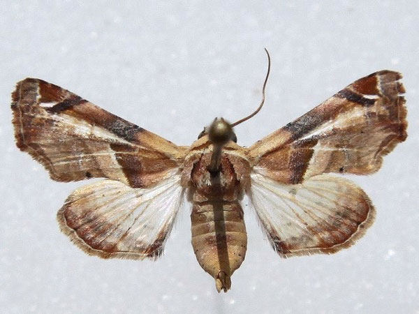 /filer/webapps/moths/media/images/C/callichroma_Eutelia_A_Goff_01.jpg