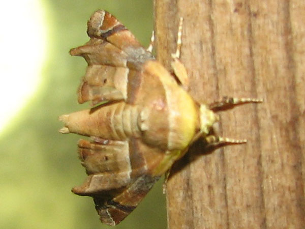 /filer/webapps/moths/media/images/C/callichroma_Eutelia_A_Goff_02.jpg