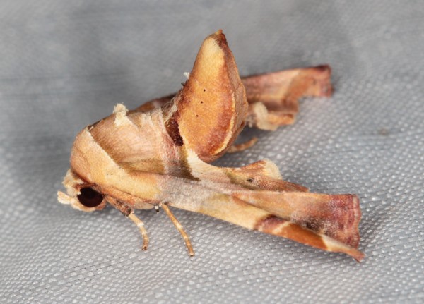/filer/webapps/moths/media/images/C/callichroma_Eutelia_A_Heyns_01.jpg