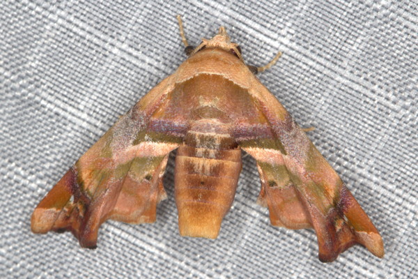 /filer/webapps/moths/media/images/C/callichroma_Eutelia_A_Heyns_02.jpg