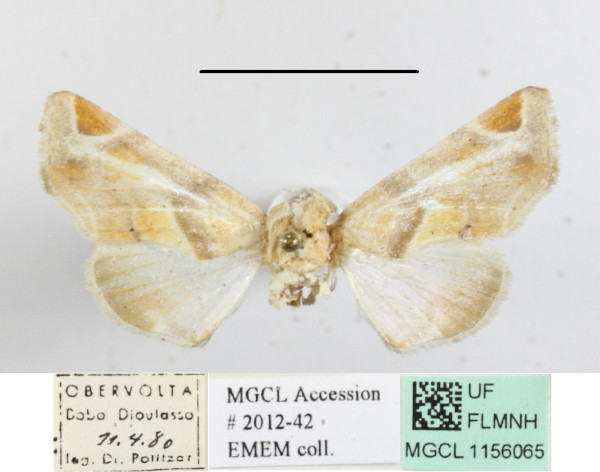 /filer/webapps/moths/media/images/C/callichroma_Eutelia_A_MGCL.JPG