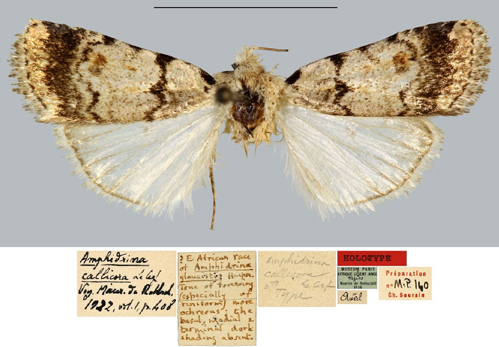 /filer/webapps/moths/media/images/C/callicora_Amphidrina_HT_MNHN.jpg