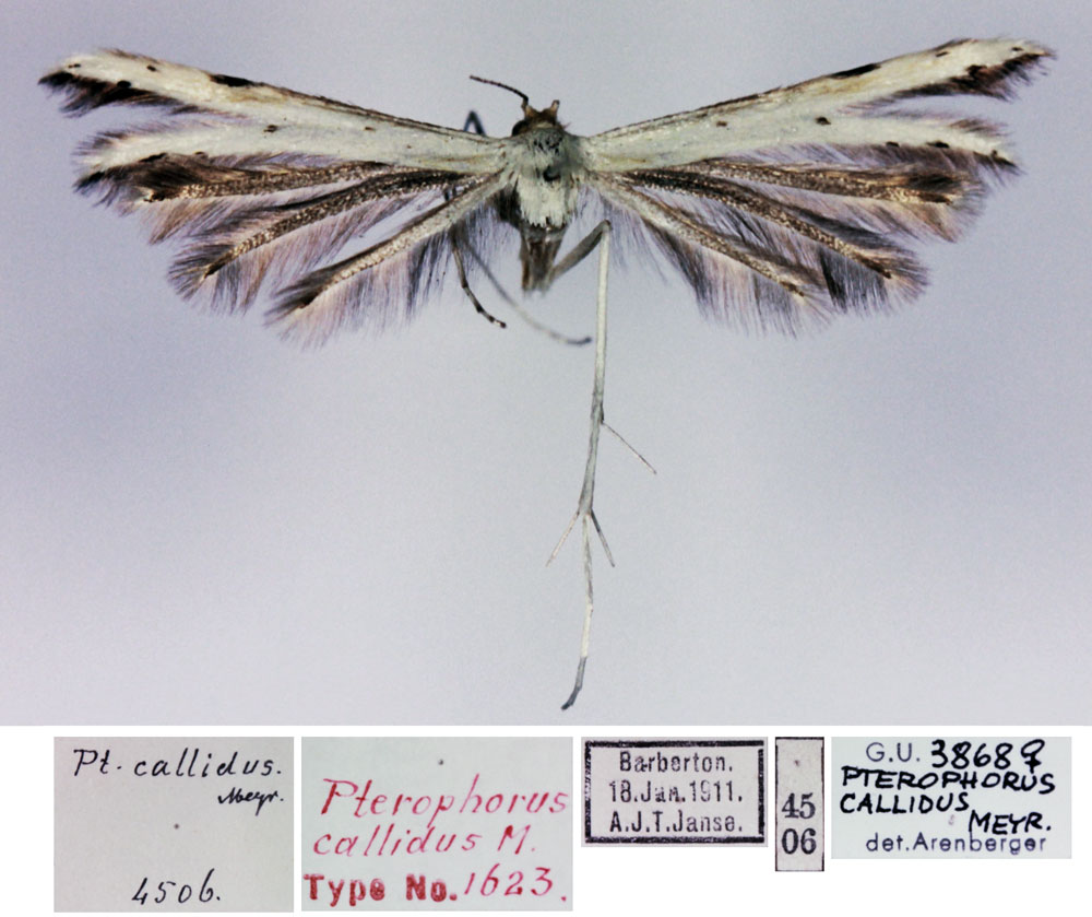 /filer/webapps/moths/media/images/C/callidus_Pterophorus_HT_TMSA.jpg