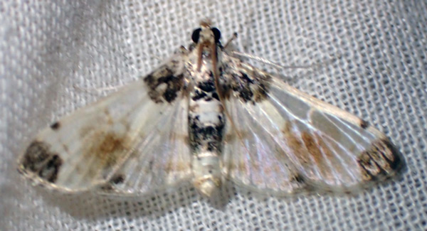 /filer/webapps/moths/media/images/C/calligrammalis_Analyta_A_Bippus.jpg