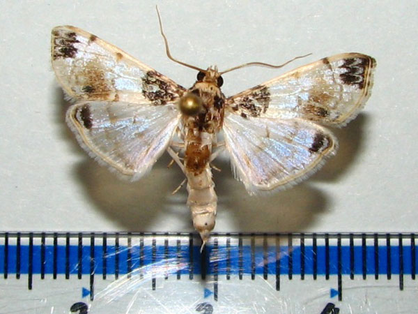 /filer/webapps/moths/media/images/C/calligrammalis_Analyta_A_Goff_01.jpg