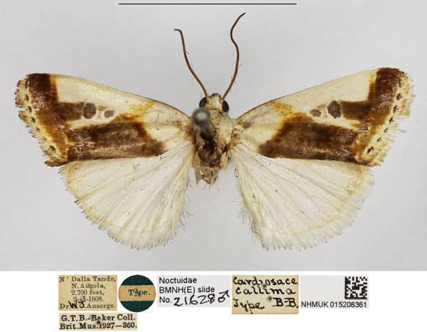 /filer/webapps/moths/media/images/C/callima_Cardiosace_HT_NHMUK.jpg