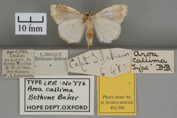 /filer/webapps/moths/media/images/C/callima_Terphothrix_HTF_OUMNHb-01.jpg