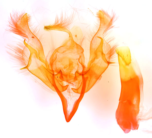/filer/webapps/moths/media/images/C/callimorpha_Euxootera_GMPT_BMNH_7343.jpg