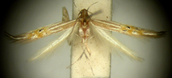 /filer/webapps/moths/media/images/C/callinympha_Cosmopterix_HT875_TMSA_01.jpg