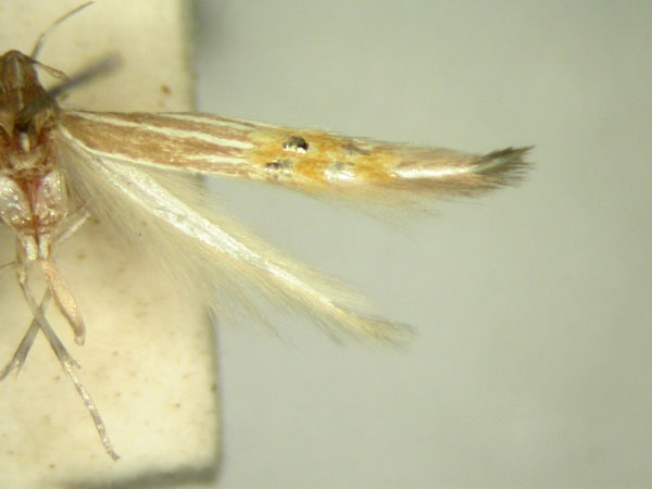 /filer/webapps/moths/media/images/C/callinympha_Cosmopterix_HT875_TMSA_02.jpg
