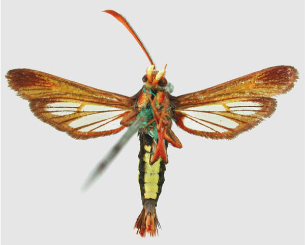 /filer/webapps/moths/media/images/C/callipleura_Euhagena_HT_NHMUKb.jpg